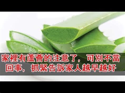 蘆薈陽台風水|【蘆薈風水】揭秘蘆薈風水：擺放禁忌與吉位解析，提升家居運勢。